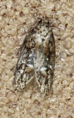 Eulechria callidesma