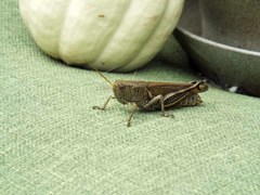 Melanoplus differentialis