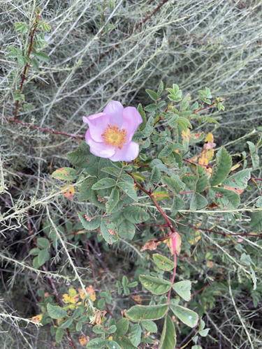 iNaturalist observation photo of California Wild Rose
