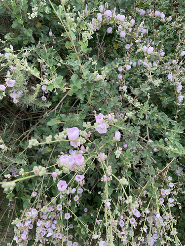 iNaturalist observation photo of southern coastal bushmallow
