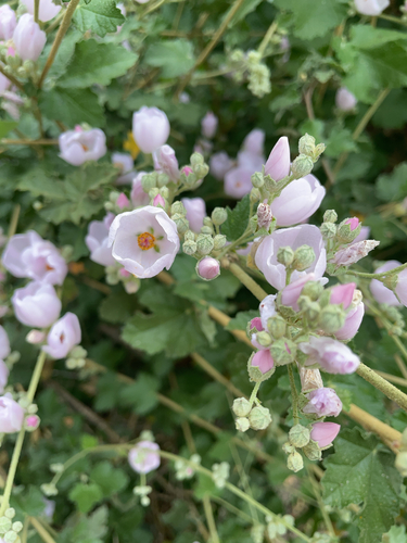 iNaturalist observation photo of southern coastal bushmallow