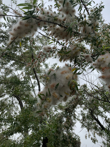 iNaturalist observation photo of Goodding's willow