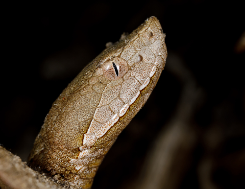 Broad-banded Copperhead (Agkistrodon laticinctus), a species recorded in Oklahoma