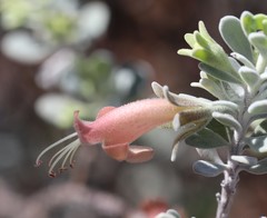 Eremophila forrestii