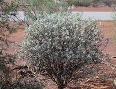 Eremophila forrestii