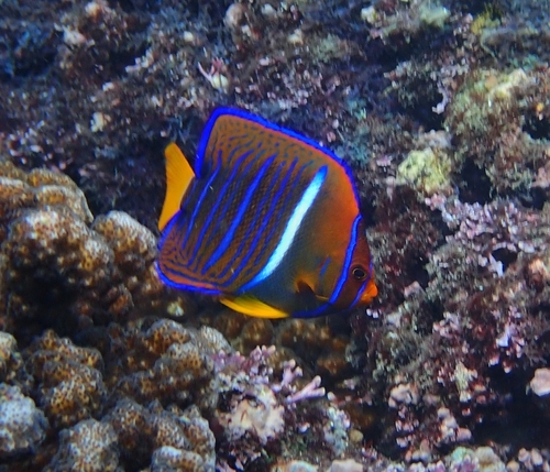 Photo of King angelfish (Holacanthus passer)