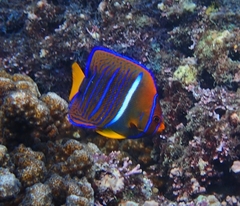Pacific King Angelfish