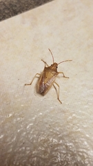Oebalus