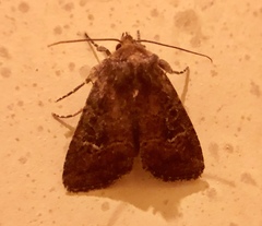Eriopygini