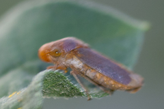 Oncometopia hamiltoni