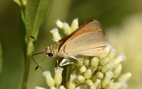 Yuma Skipper