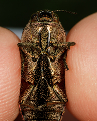Dicercini
