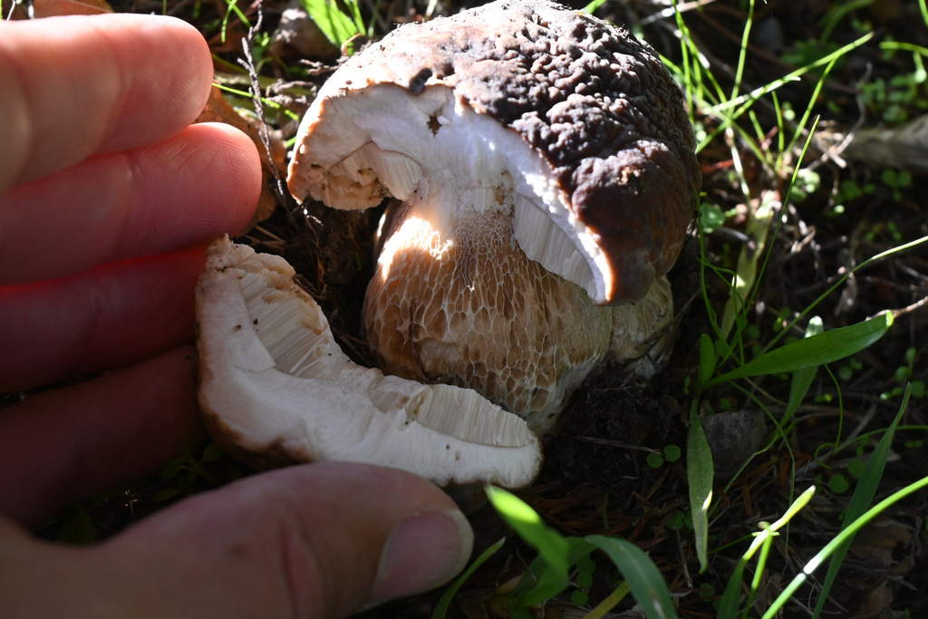 Boletus edulis · April 2025 · photo: © jon_sullivan (iNaturalist, cc-by)