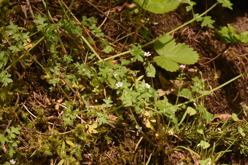 Image of Nemophila parviflora by (c) Gabriel Campbell-Martinez, some rights reserved (CC BY)