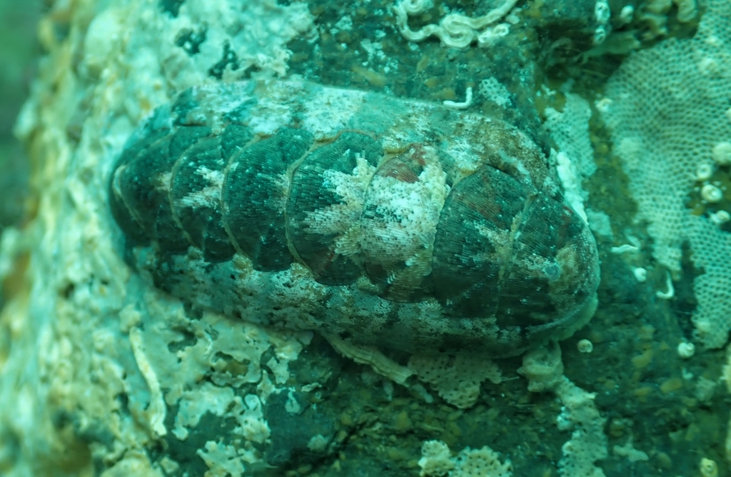 Stenoplax limaciformis