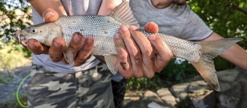 Bulatmai barbel (Luciobarbus capito) — Cyprinidae — 2