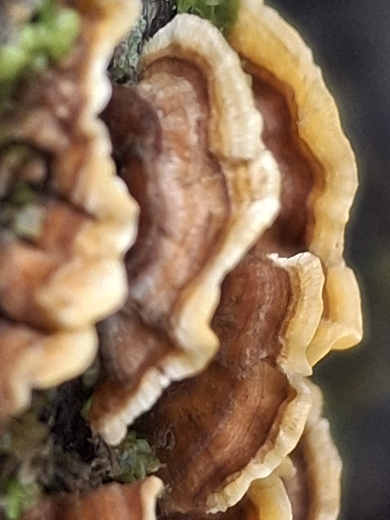 Stereum hirsutum · May 2025 · photo: © jupal04 (iNaturalist, cc-by)