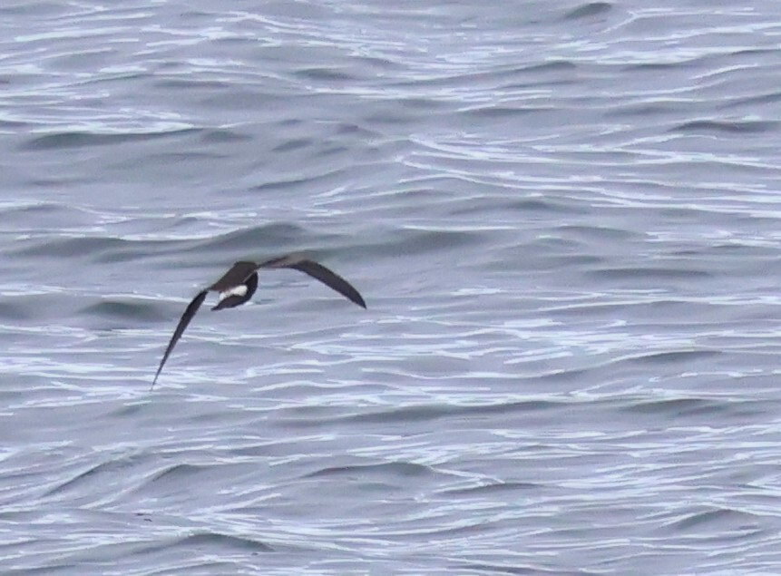 Leach's Storm Petrel