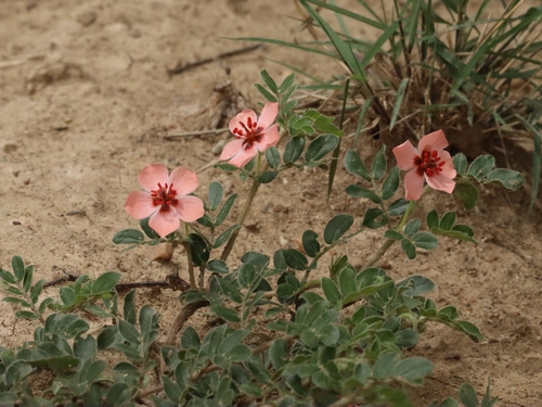 Kallstroemia boliviana (Kallstroemia boliviana)
