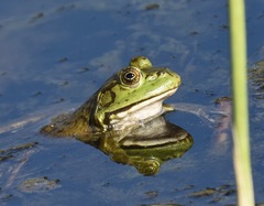 Lithobates catesbeianus