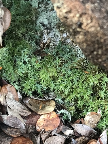 Blue Dew-moss (Saelania glaucescens)