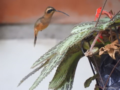 Phaethornis griseogularis