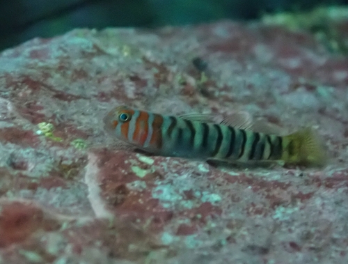 Banded cleaner goby (Tigrigobius digueti) — Gobiidae — 2