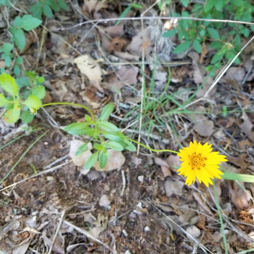 Rio Grande Tickseed (Coreopsis nuecensoides)