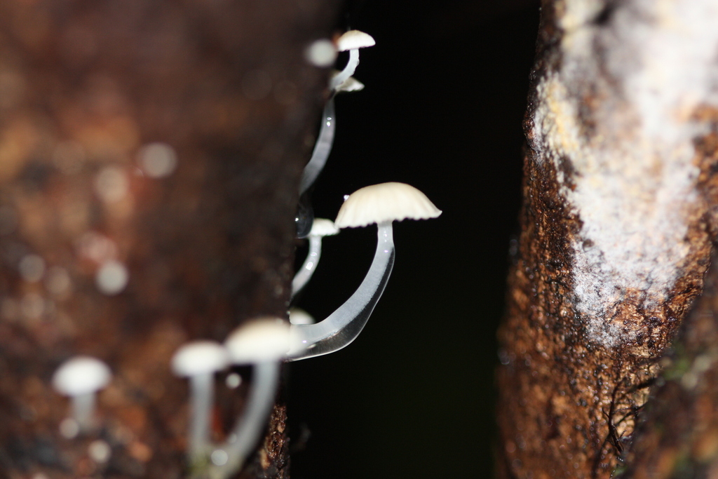Roridomyces austrororidus · April 2025 · photo: © juliette_f (iNaturalist, cc-by)