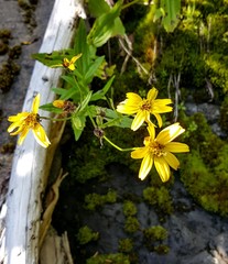 Arnica amplexicaulis