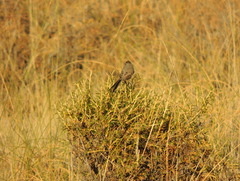 Leptasthenura aegithaloides