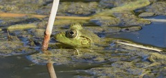 Lithobates catesbeianus