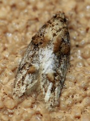 Eulechria callidesma