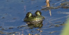 Lithobates catesbeianus
