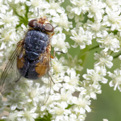 Calliphora augur