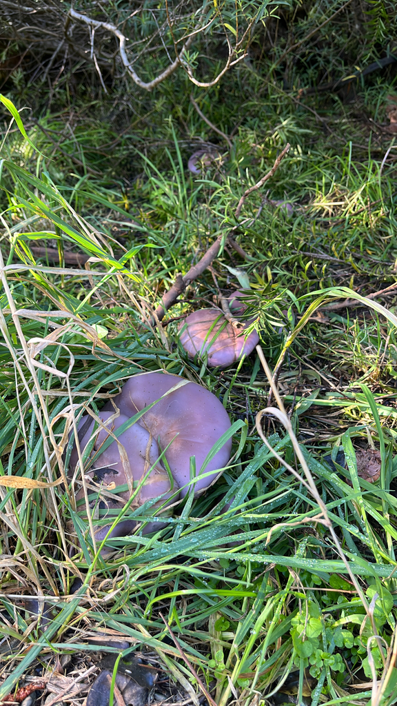 Collybia nuda · May 2025 · photo: © joyceanny (iNaturalist, cc-by)