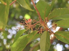 Sterculia lanceolata