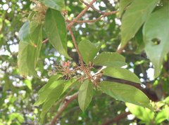 Sterculia lanceolata