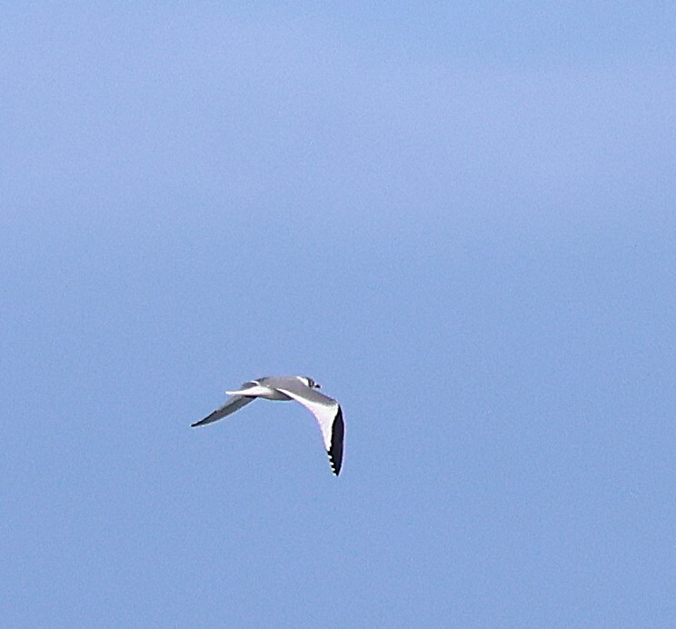 Sabine's Gull