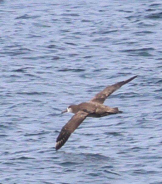 Black-footed Albatross