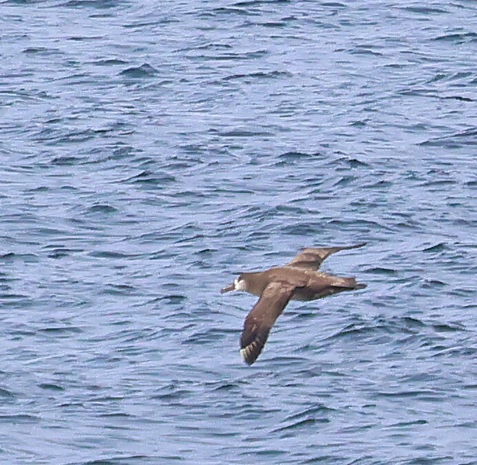 Black-footed Albatross