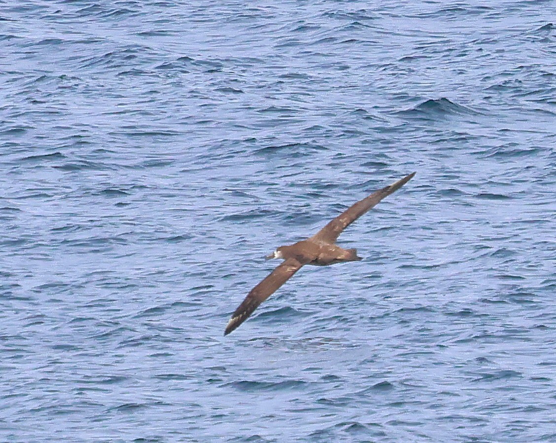 Black-footed Albatross