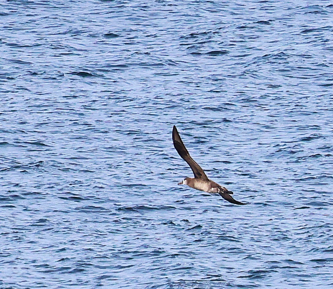 Black-footed Albatross