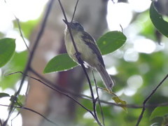 Leptopogon superciliaris