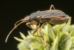 Ligyrocoris obscurus