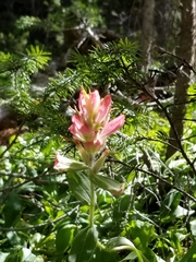 Castilleja rhexiifolia