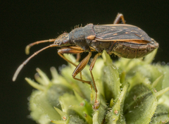 Ligyrocoris obscurus