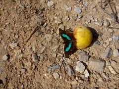 Doxocopa laurentia cherubina