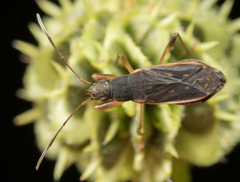 Ligyrocoris obscurus