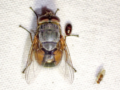 Calliphora augur
